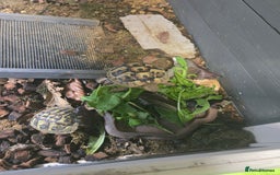 Hermann Tortoise reptiles for sale: 2 Yearling Western Hermann's Tortoises+full setup - Image 1