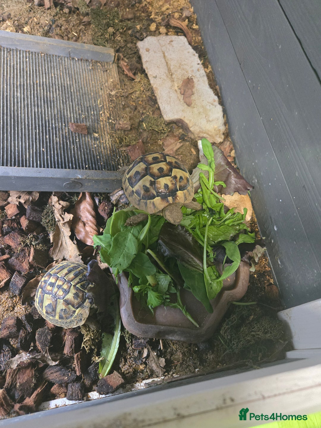 Hermann Tortoise reptiles for sale: 2 Yearling Western Hermann's Tortoises+full setup - Image 1