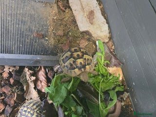 Hermann Tortoise reptiles - Advert 26