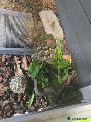 Hermann Tortoise reptiles - Advert 15