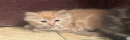 Mixed Breed cats for sale: Beautiful long haired kittens  - Advert 8