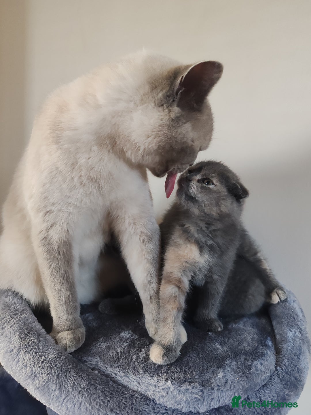 Scottish Fold cats for sale: Only 1 🐱 left.Scottish fold x BSH kittens - Image 6