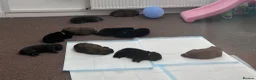 Chow Chow dogs for sale: Beautiful Chow Chow puppies  in Warrington - Advert 13