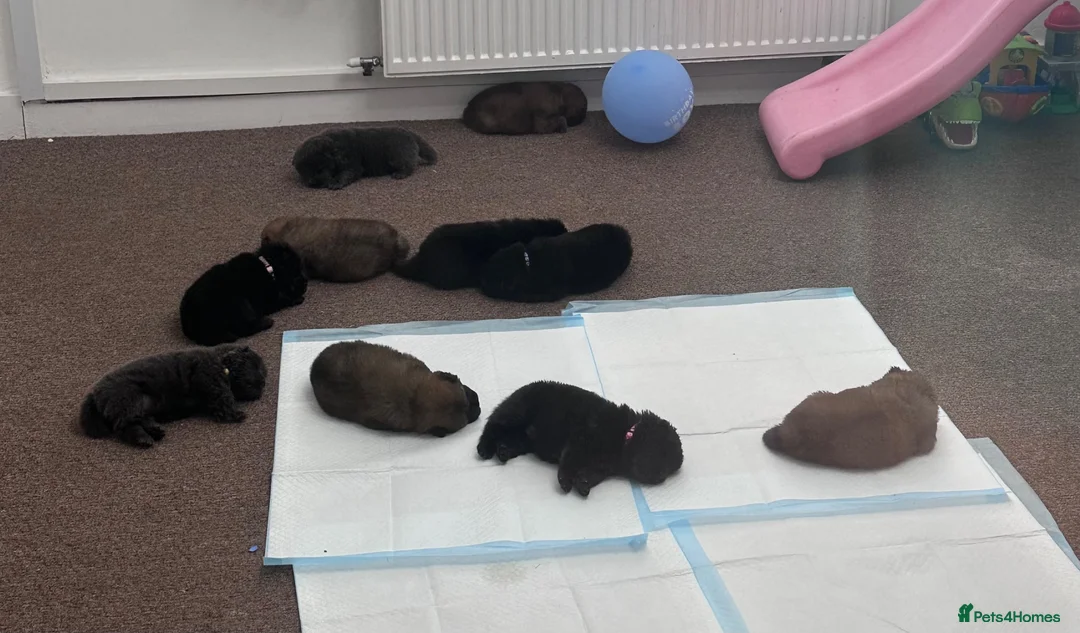 Chow Chow dogs for sale: Beautiful Chow Chow puppies  in Warrington - Advert 13