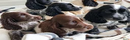 Cocker Spaniel dogs for sale: Cocker spaniel puppies in London - Advert 5