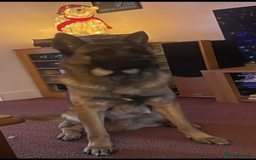 German Shepherd dogs for sale: 2 years old German Shepherd needs a new home - Image 3
