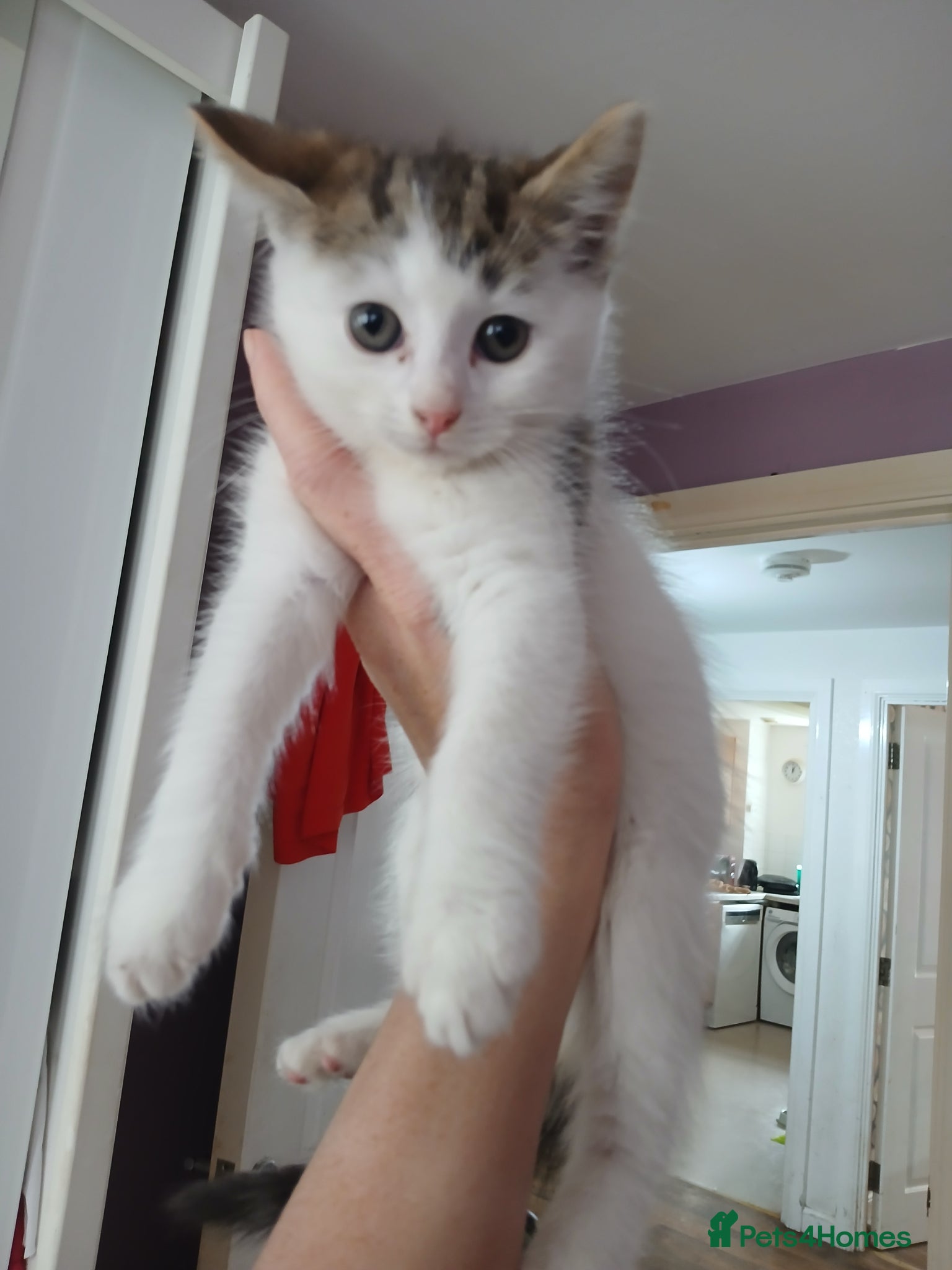 Mixed Breed cats 2 beautiful girls - Advert 1