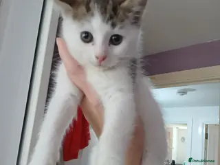 Mixed Breed cats 2 beautiful girls - Advert 1