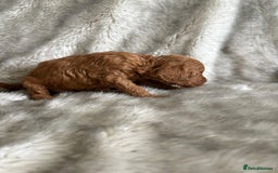 Toy Poodle dogs for sale: Kc deep red toy poodles  - Image 9