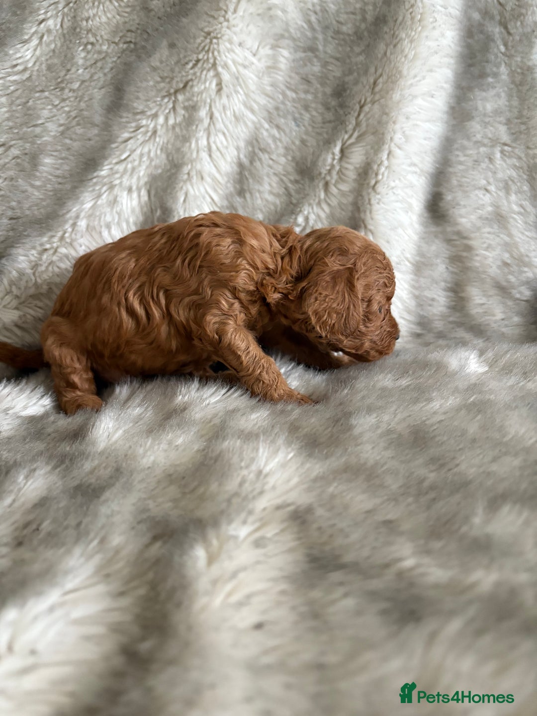 Toy Poodle dogs for sale: Kc deep red toy poodles  - Image 9