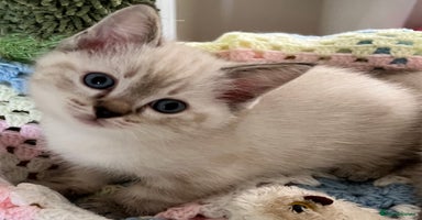 Ragdoll cats - Advert 1