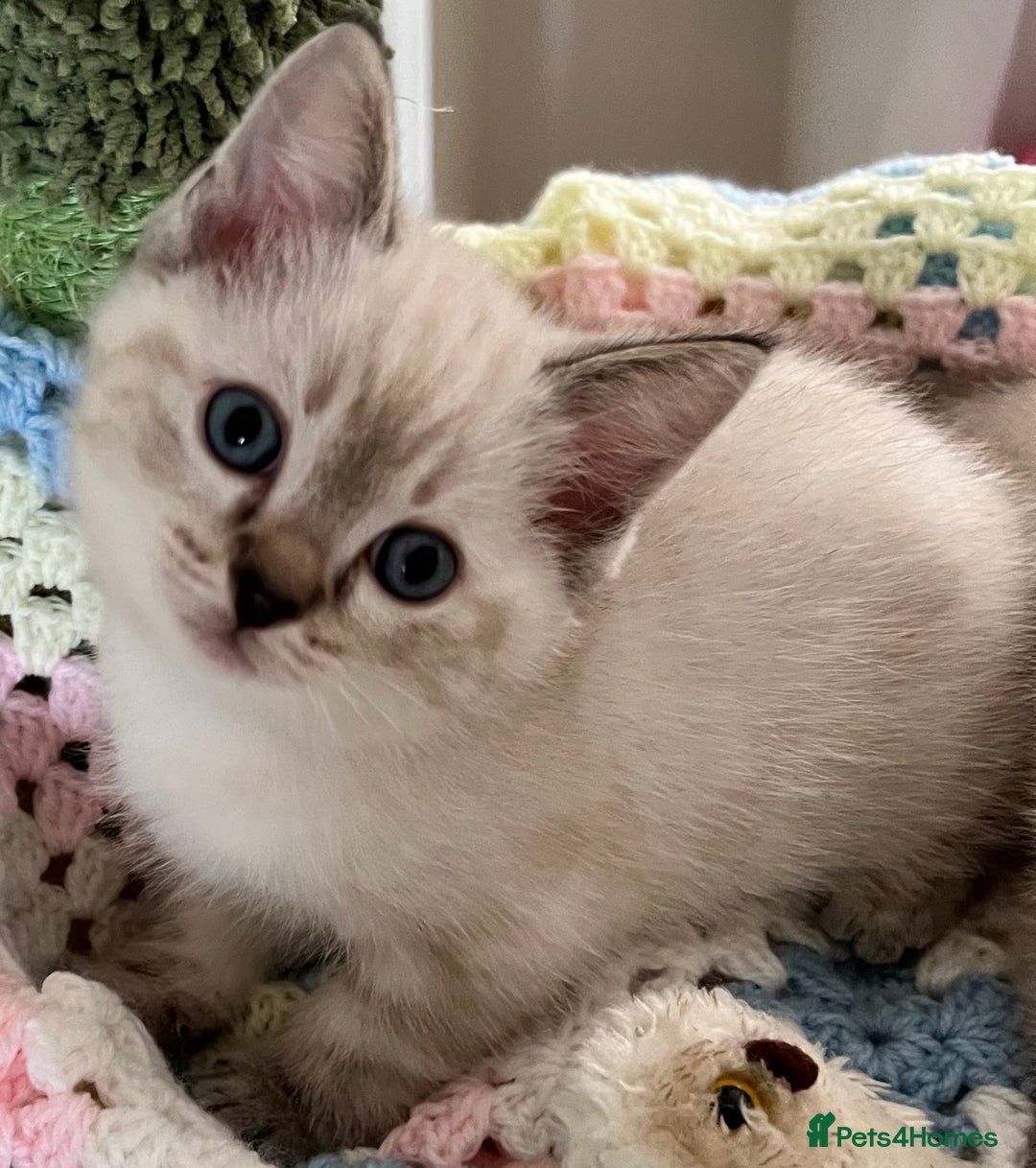 Ragdoll cats for sale: Pure Ragdoll Boys – Raised with Mum in Family Home - Image 2