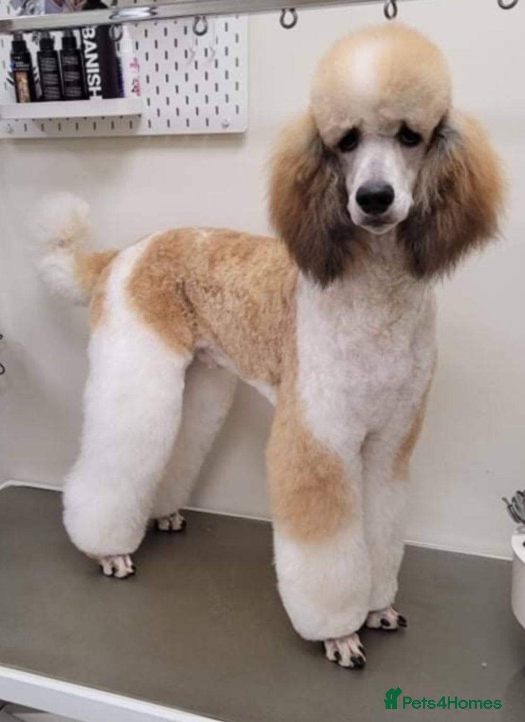 Standard Poodle dogs for stud: K.C Registered Standard poodle in Nottingham - Image 4