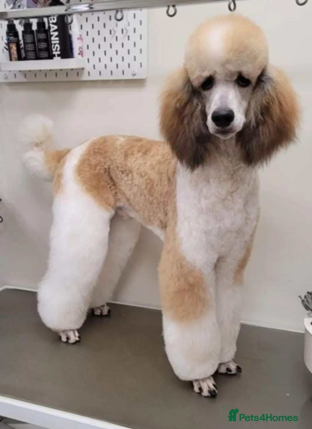Standard Poodle dogs for stud: K.C Registered Standard poodle in Nottingham - Advert 4