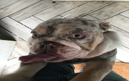 English Bulldog dogs for sale: Loving English looking for home - Image 1