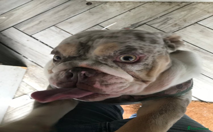 English Bulldog dogs - Advert 18