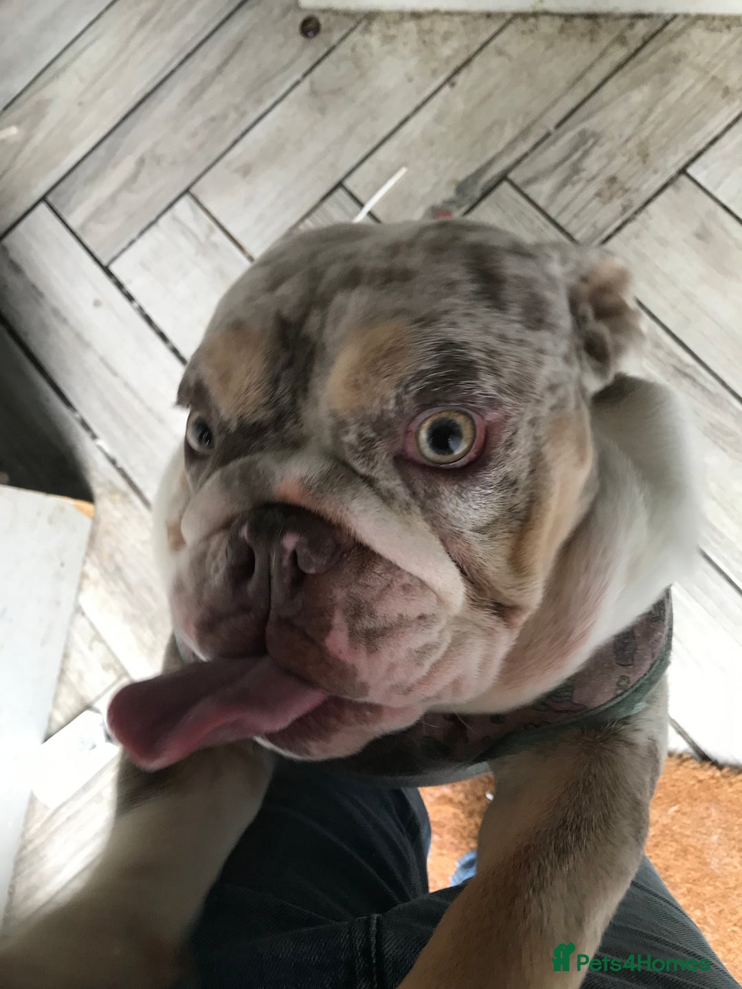 English Bulldog dogs for sale: Loving English looking for home - Image 1