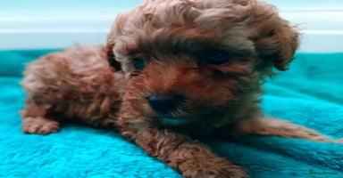 Toy Poodle dogs - Advert 10