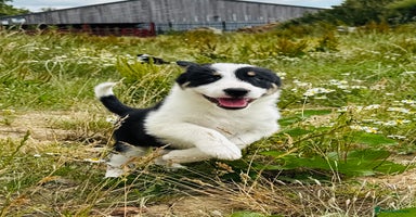 Border Collie dogs - Advert 8