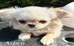 Chihuahua dogs for sale: KC qulity LC cream/white chihuahua puppies  - Image 7