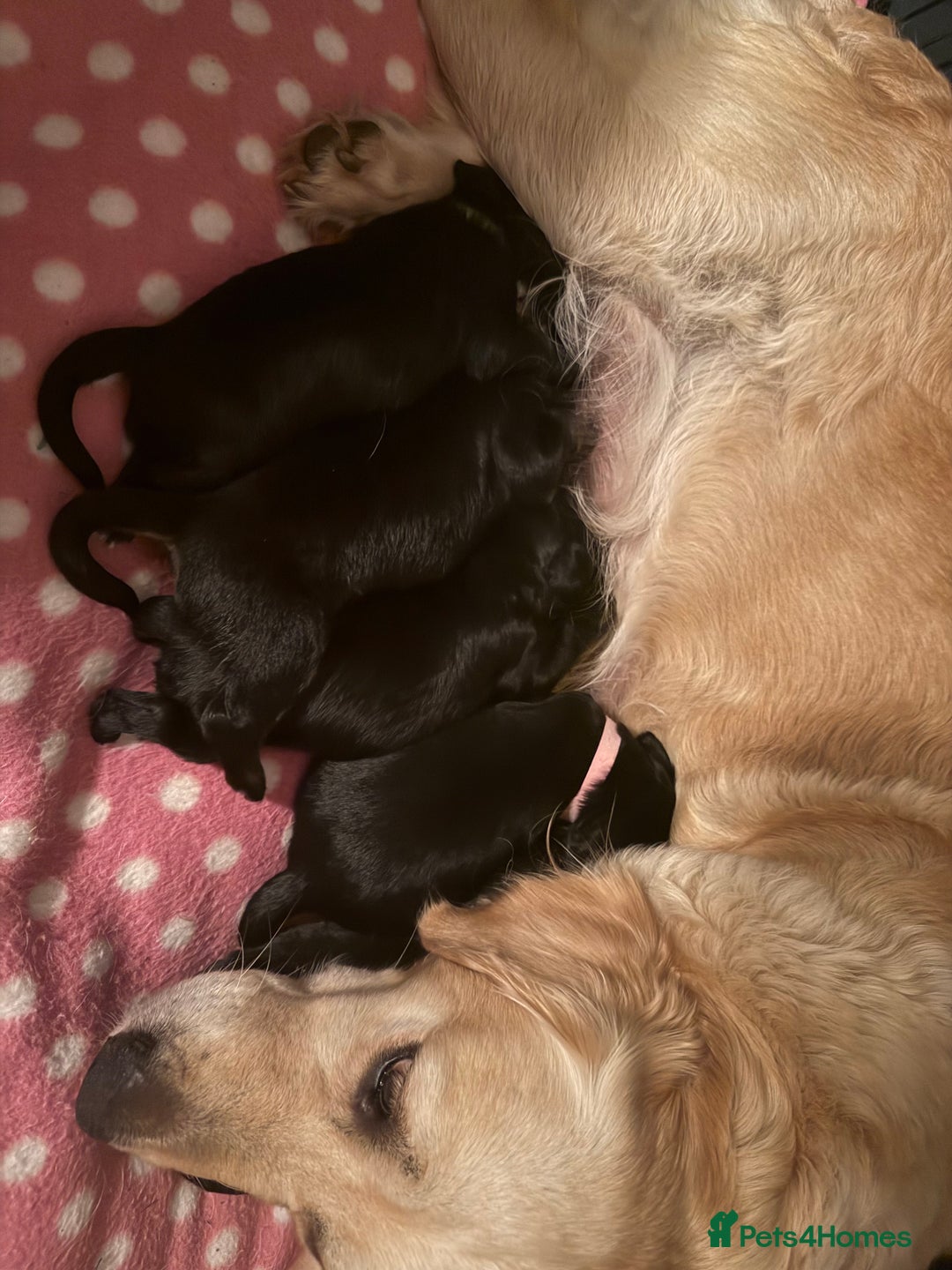 Mixed Breed dogs for sale: One off litter of Spangold Retrievers  - Image 10