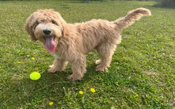 Goldendoodle dogs for sale: Medium and Miniature Doodles Licensed and Tested - Image 34