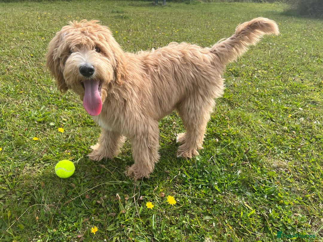 Goldendoodle dogs for sale: Medium and Miniature Doodles Licensed and Tested - Image 34