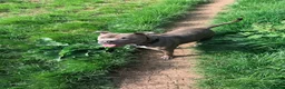Staffordshire Bull Terrier dogs for sale: Staffordshire Bull terrier for sale  in Bath - Advert 2