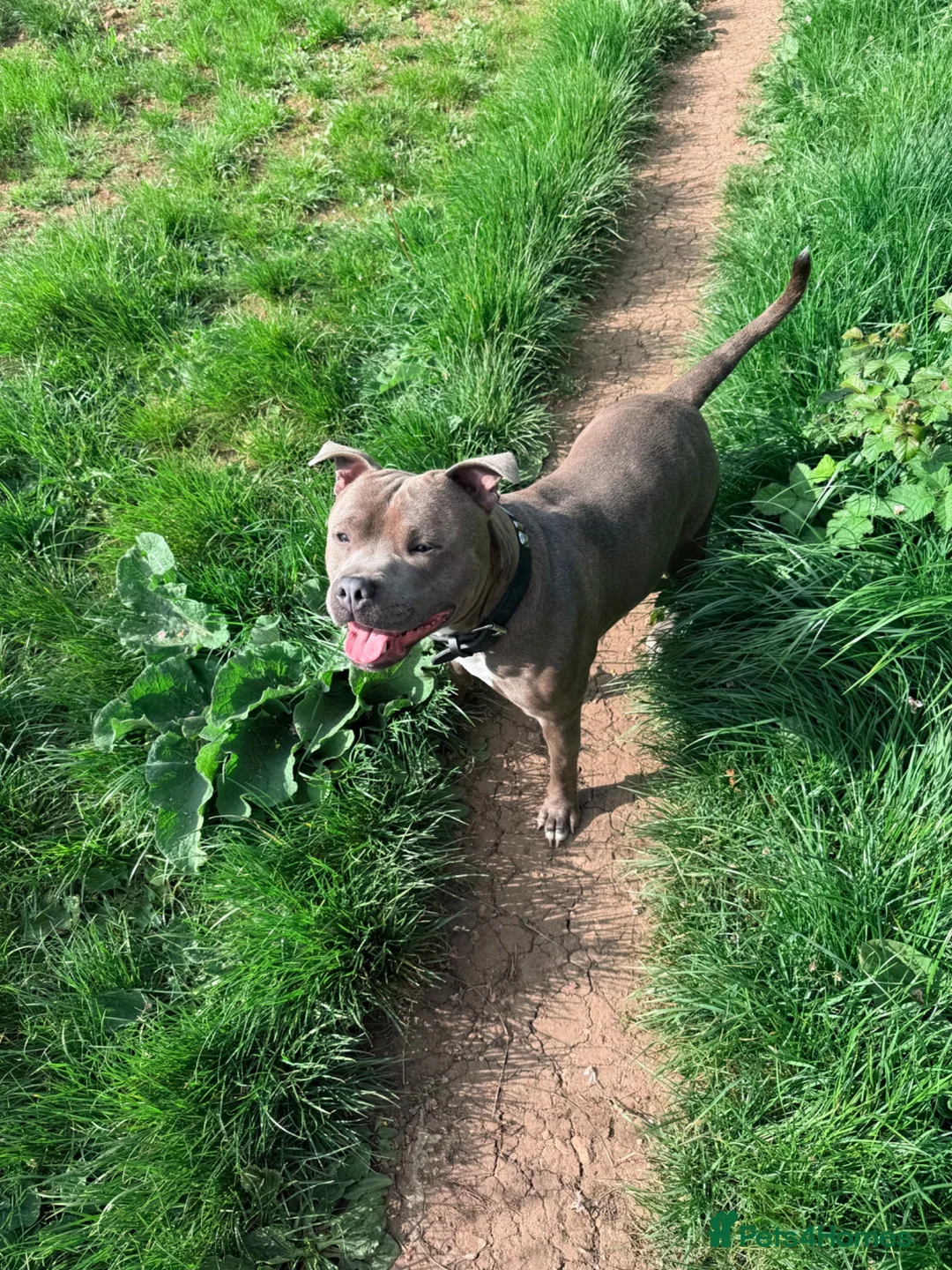 Staffordshire Bull Terrier dogs for sale: Staffordshire Bull terrier for sale  in Bath - Advert 2