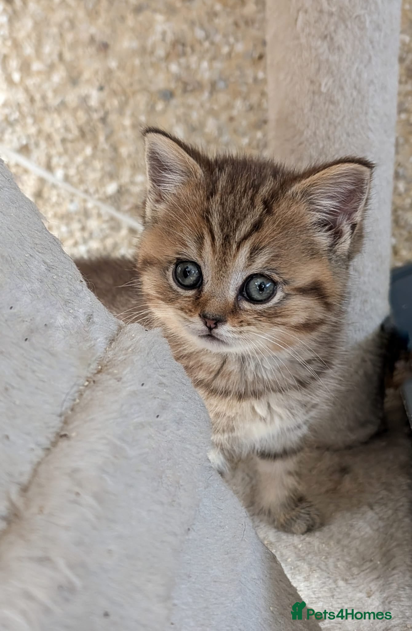 Mixed Breed cats for sale: Stunning TeddyBear Persian Chinchilla x BSH girls  - Advert 12