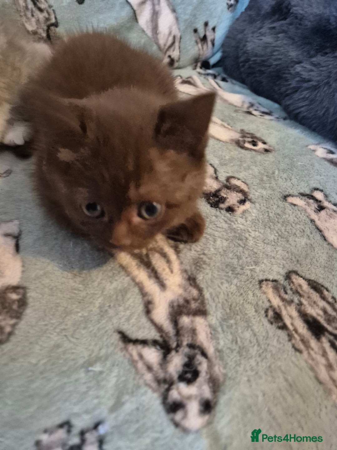 Selkirk Rex cats for sale: Pedigree selkirk rex girls non curly - Advert 8