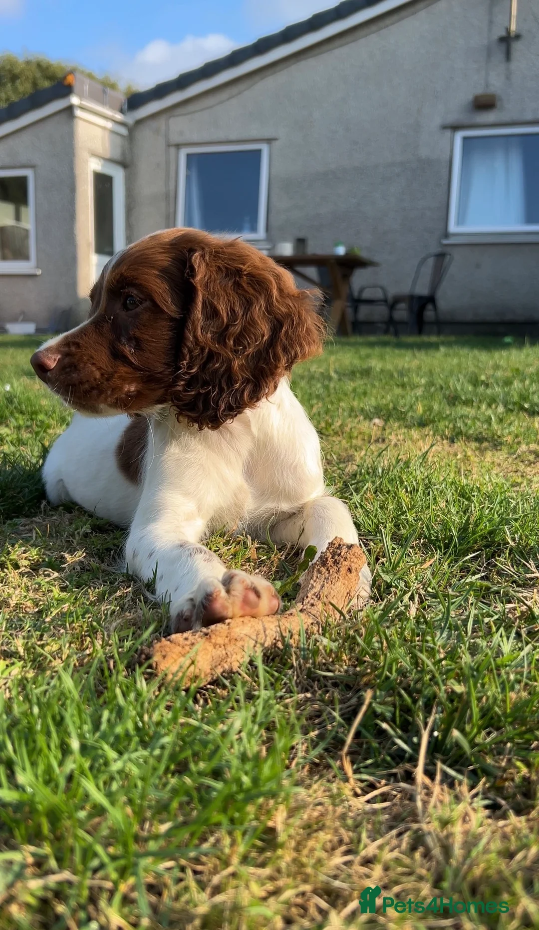 English Springer Spaniel dogs for sale: KC registered springer spaniel boys  - Advert 8