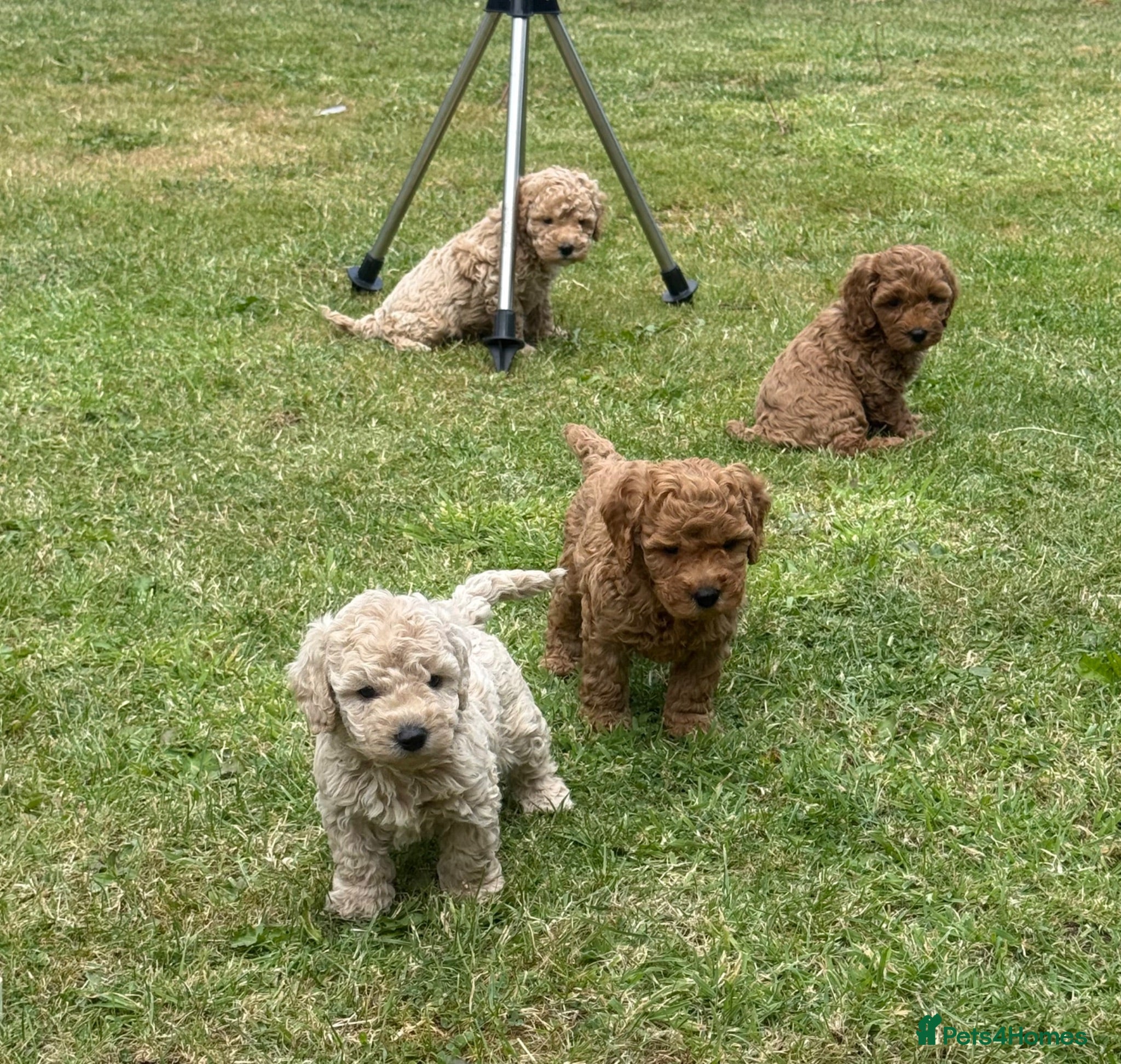 Cockapoo dogs ⭐️ADORABLE COCKAPOO PUPPIES⭐️ - Advert 1