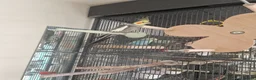 Cockatiels birds for sale: Male cockatiel for sale - Advert 8