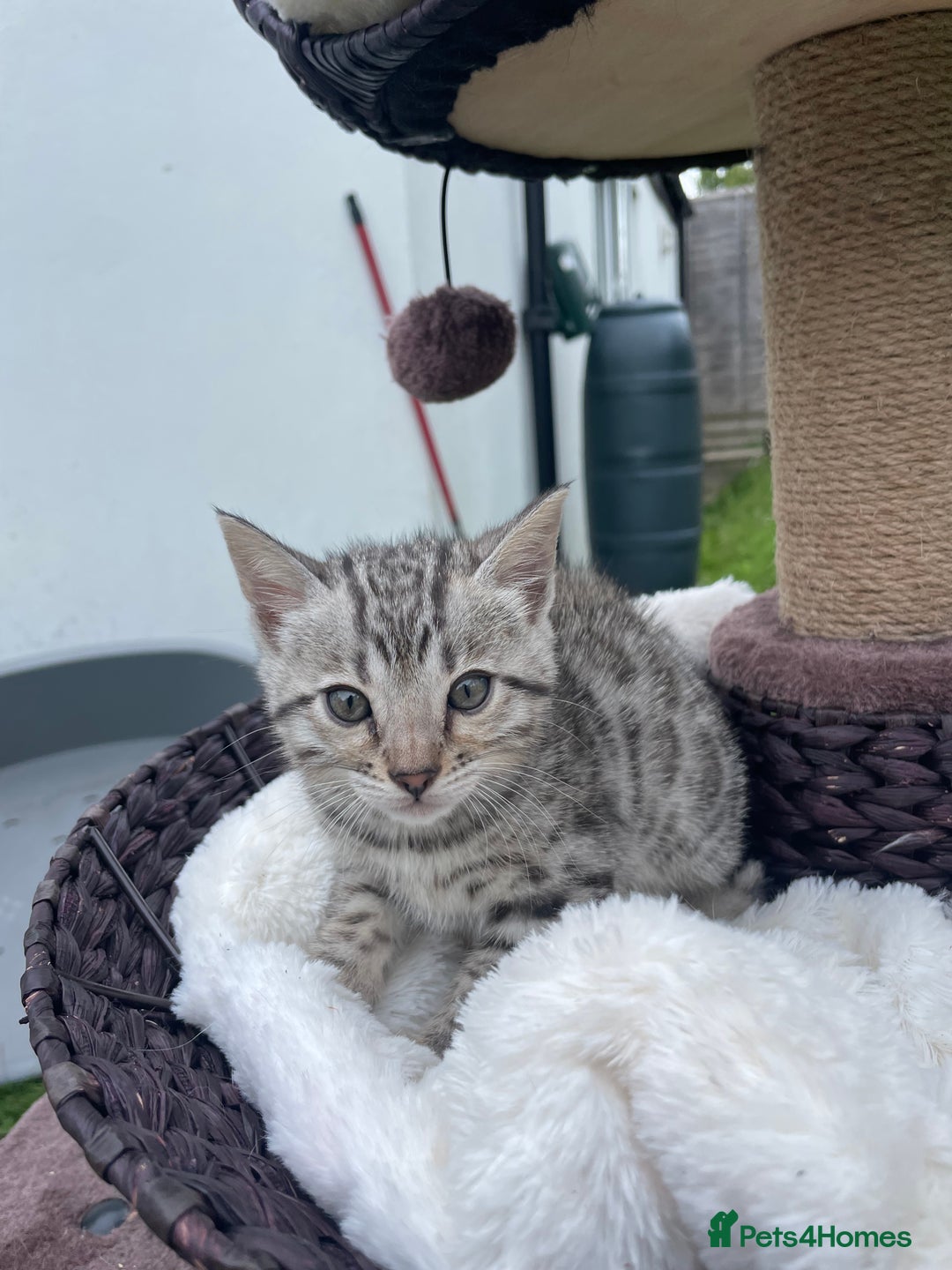 Bengal cats for sale: 3 Pure Bengals left  - Image 21