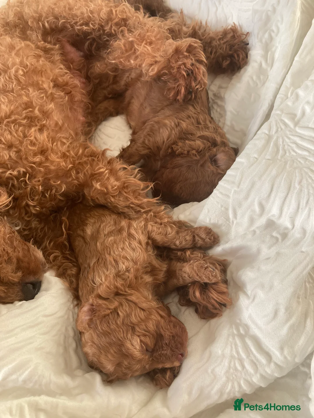 Toy Poodle dogs for sale: Toy poodle - Advert 9