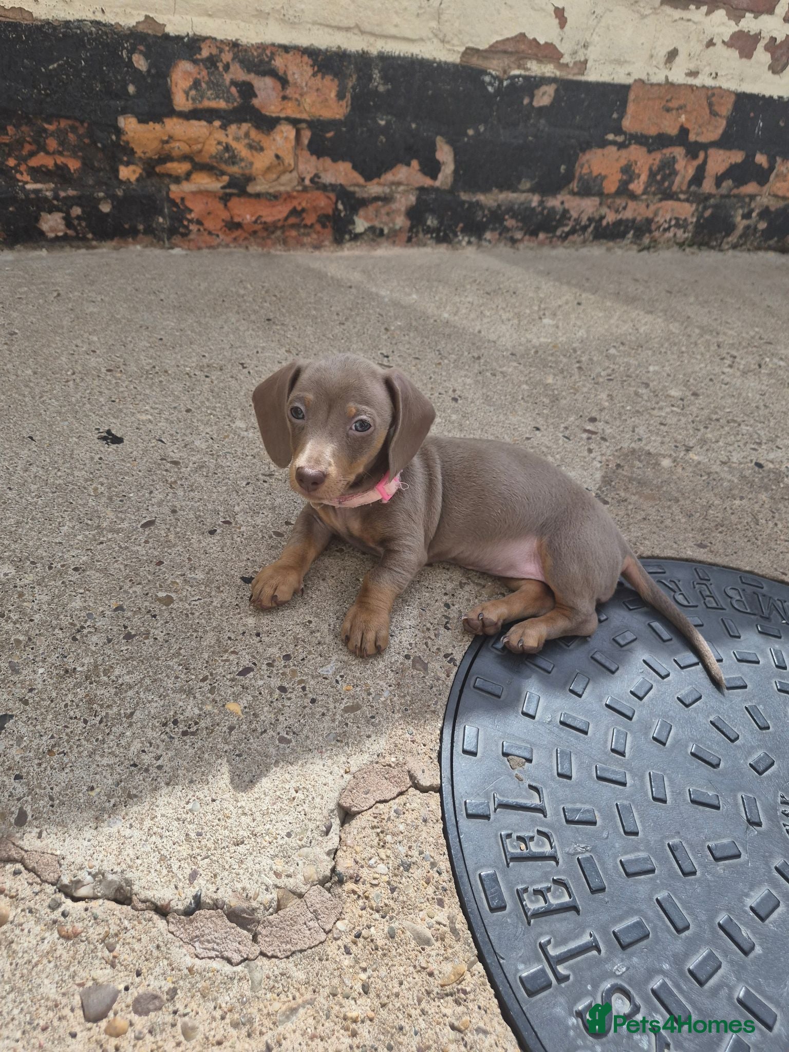 Miniature Dachshund dogs *2 girls left* Miniature Dachshund 🐾 - Advert 9