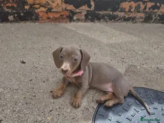 Miniature Dachshund dogs *2 girls left* Miniature Dachshund 🐾 - Advert 9