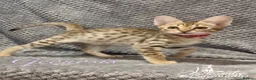 Savannah cats for sale: Young adult F3 female on active register  - Advert 5