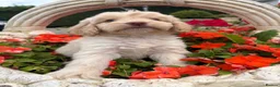 Cockapoo dogs for sale: Cockapoos - Advert 16