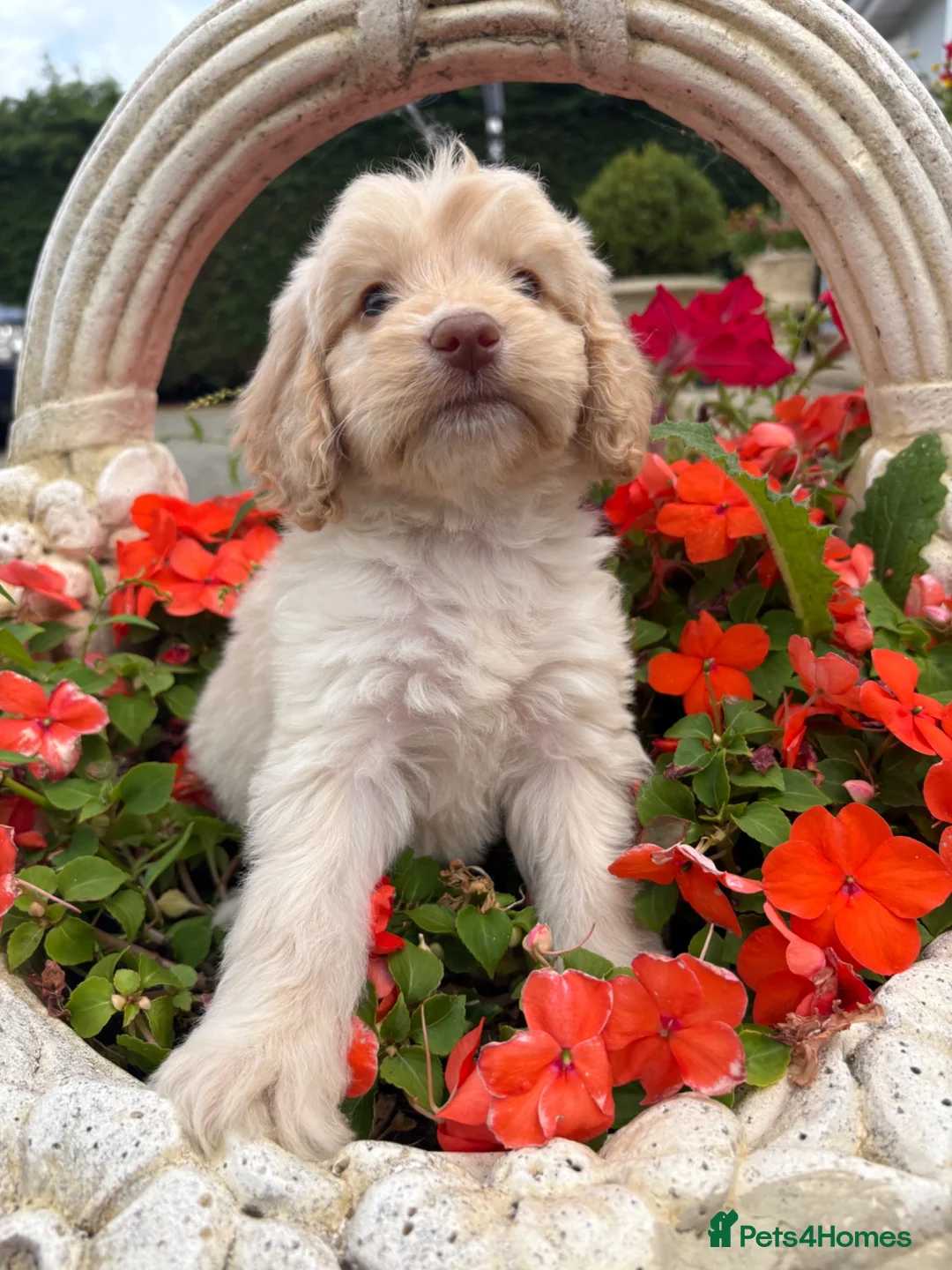 Cockapoo dogs for sale: Cockapoos - Advert 16