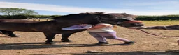 Dartmoor horses for sale: 12.2 Lead rein pony - Advert 3