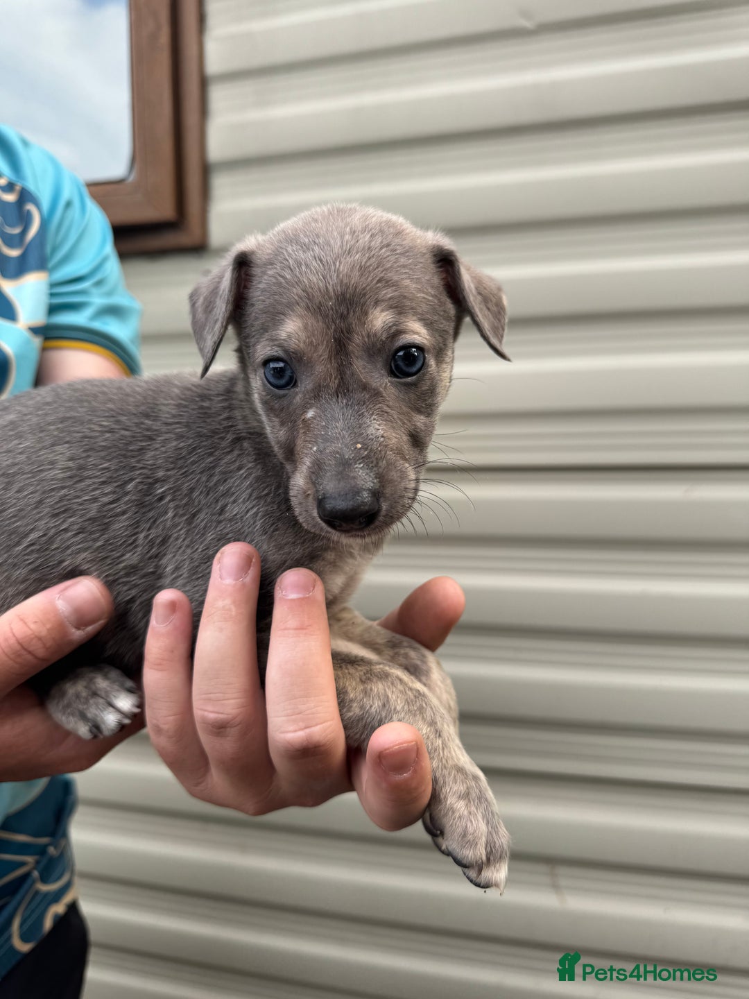 Mixed Breed dogs for sale: Beautiful puppies for sale!!!  - Image 15