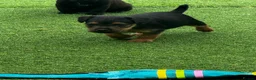 Patterdale Terrier dogs for sale: Fell terriers  - Advert 32