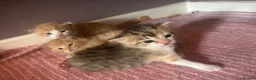 Turkish Van cats for sale: Beautiful little kittens  - Advert 9