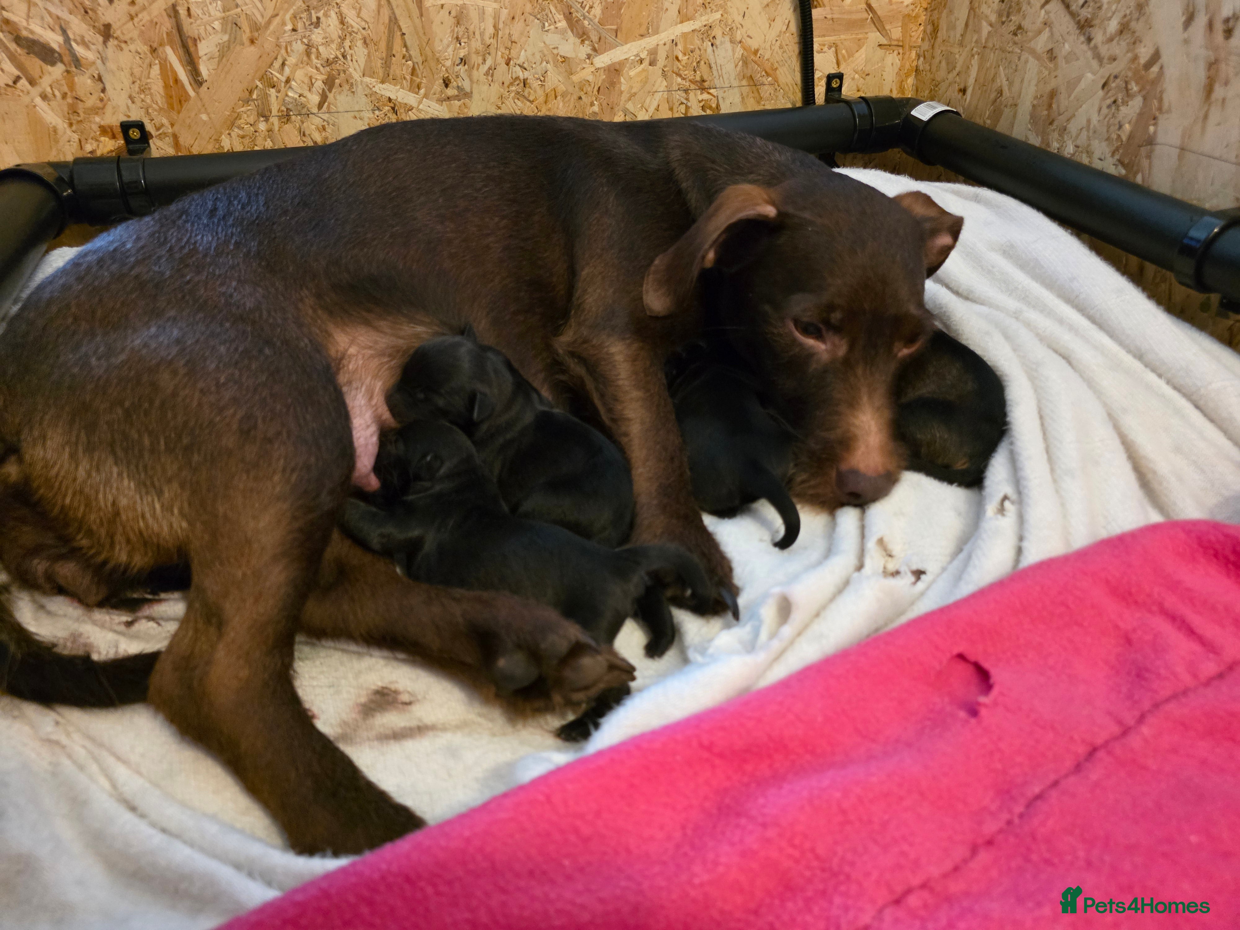 Mixed Breed dogs Patterdale cross miniature schnauzer puppies  - Advert 2