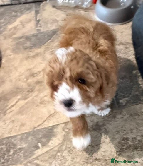 Cavapoo dogs Toy Cavapoo Puppies F1b (hypoallergenic) - Advert 5