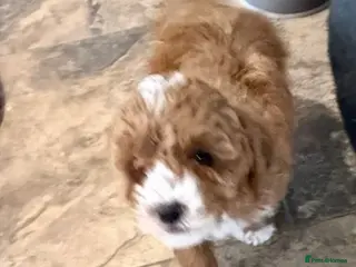 Cavapoo dogs Toy Cavapoo Puppies F1b (hypoallergenic) - Advert 5