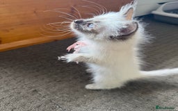 Ragdoll cats for sale: Ragdoll kittens cats - Image 1