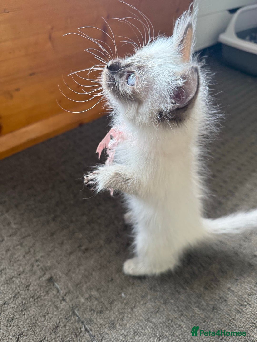 Ragdoll cats for sale: Ragdoll kittens cats - Image 1